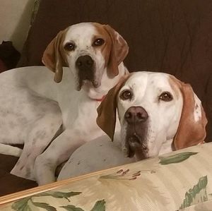 Meet your Posher, Dawn